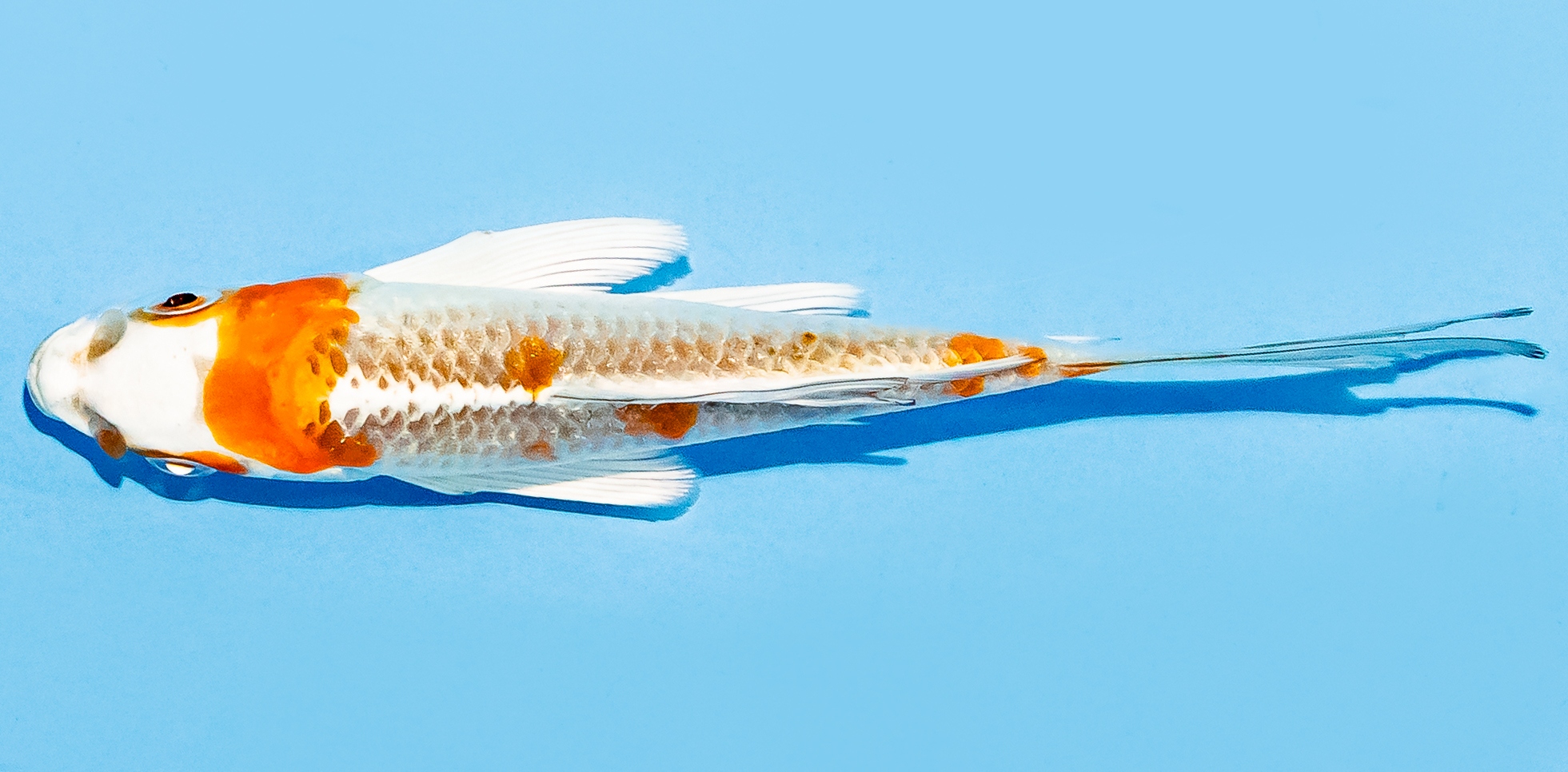 Butterfly Koi 14-17cm Nr. 8249
