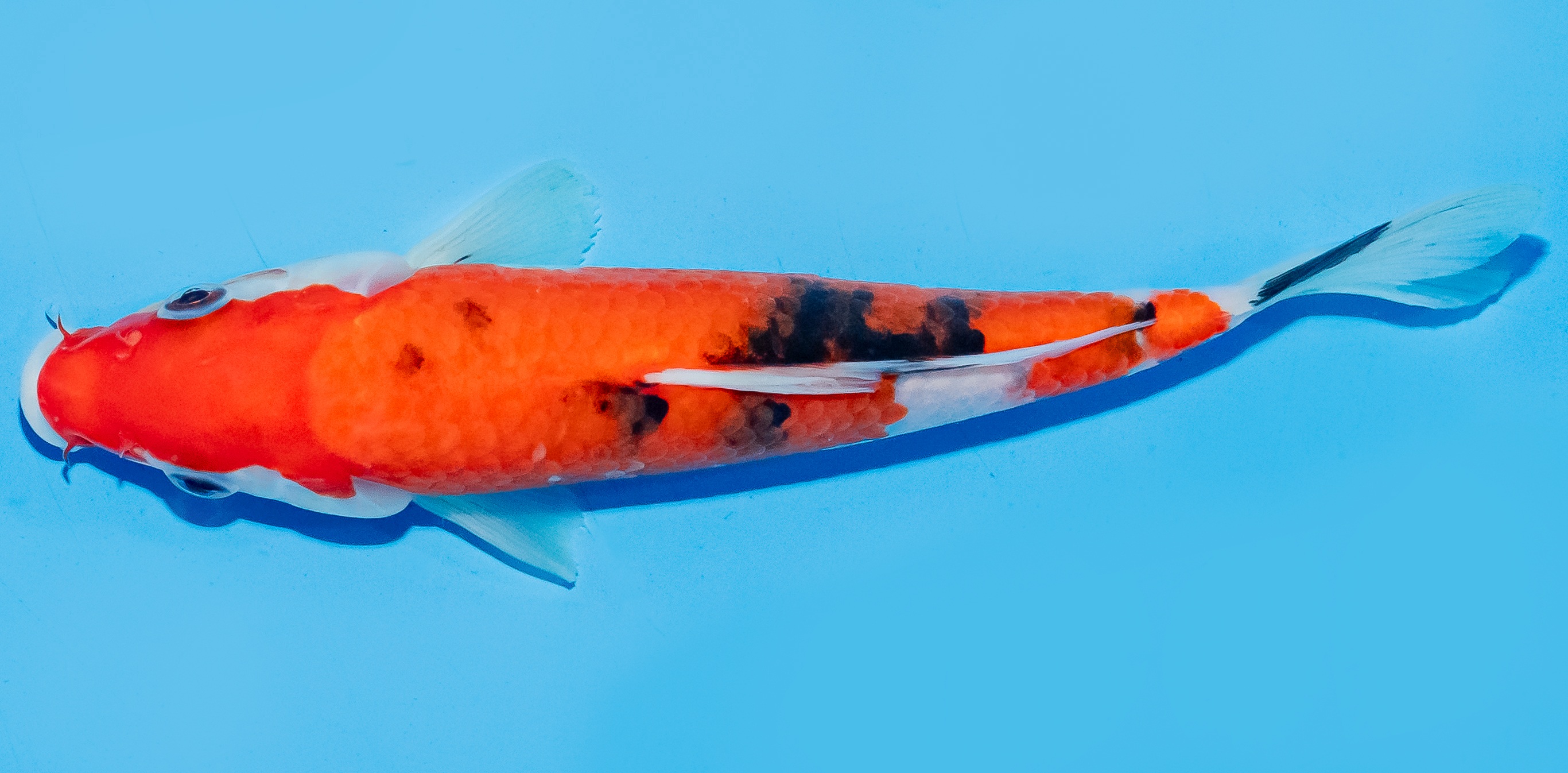 Koi 17-20cm Nr. 6557