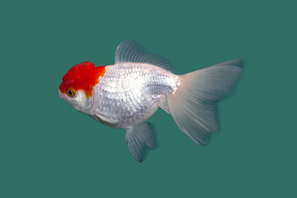 Red Cap Sluierstaart