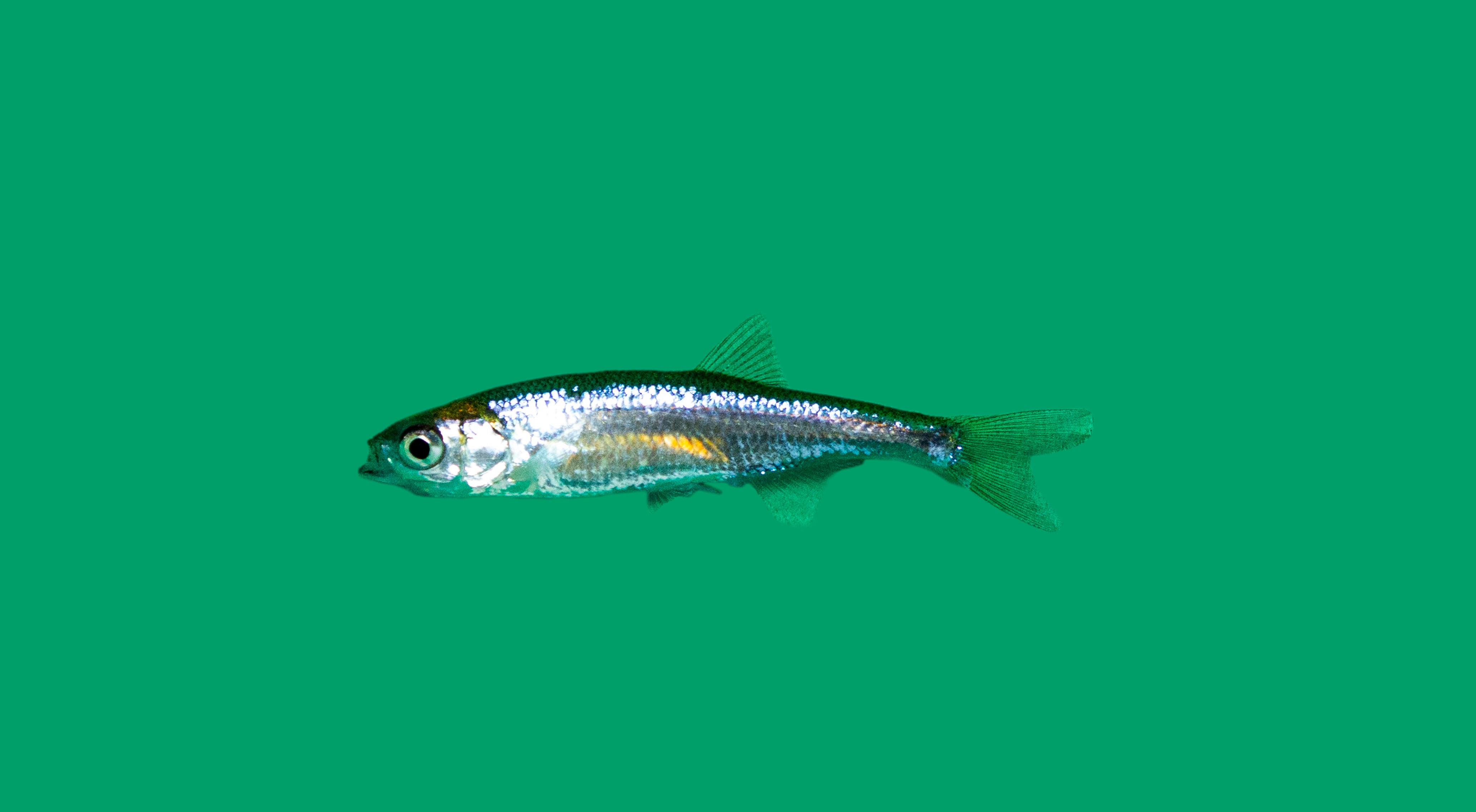 Vetje (Leucaspius delineatus)