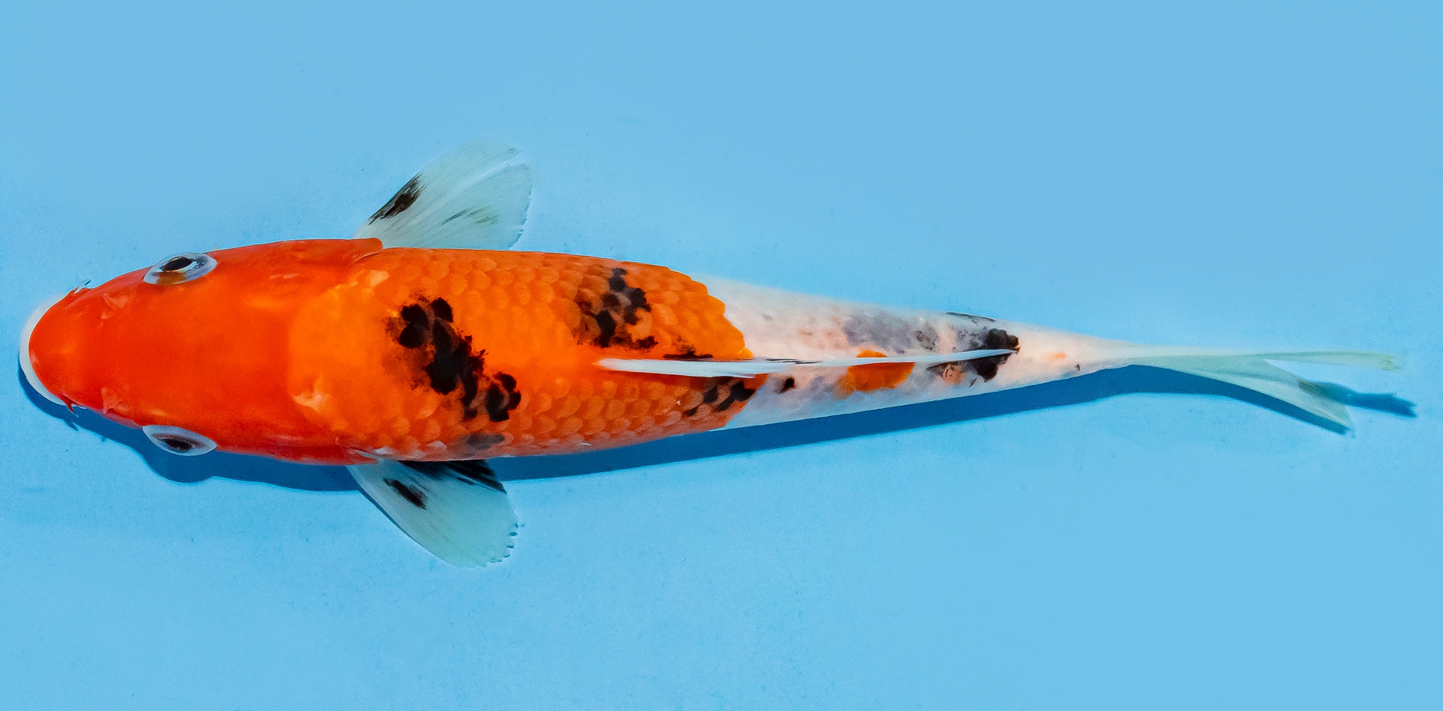 Koi 17-20cm Nr. 6812