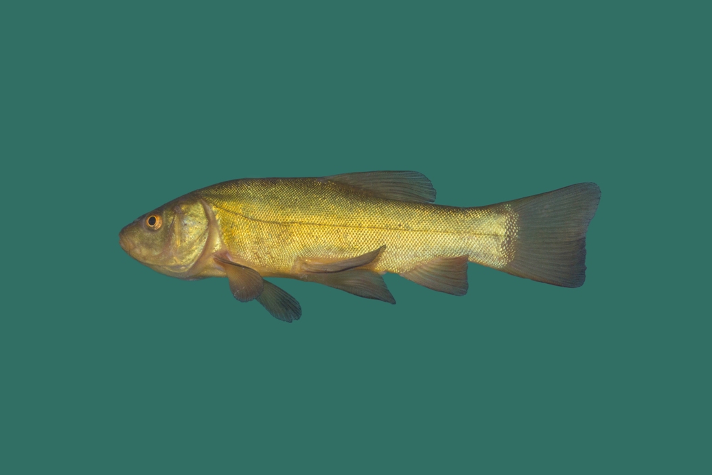 15x Zeelt (Tinca tinca) 18-25cm