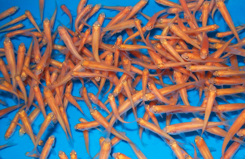 Goud Elrits (Pimephales promelas)