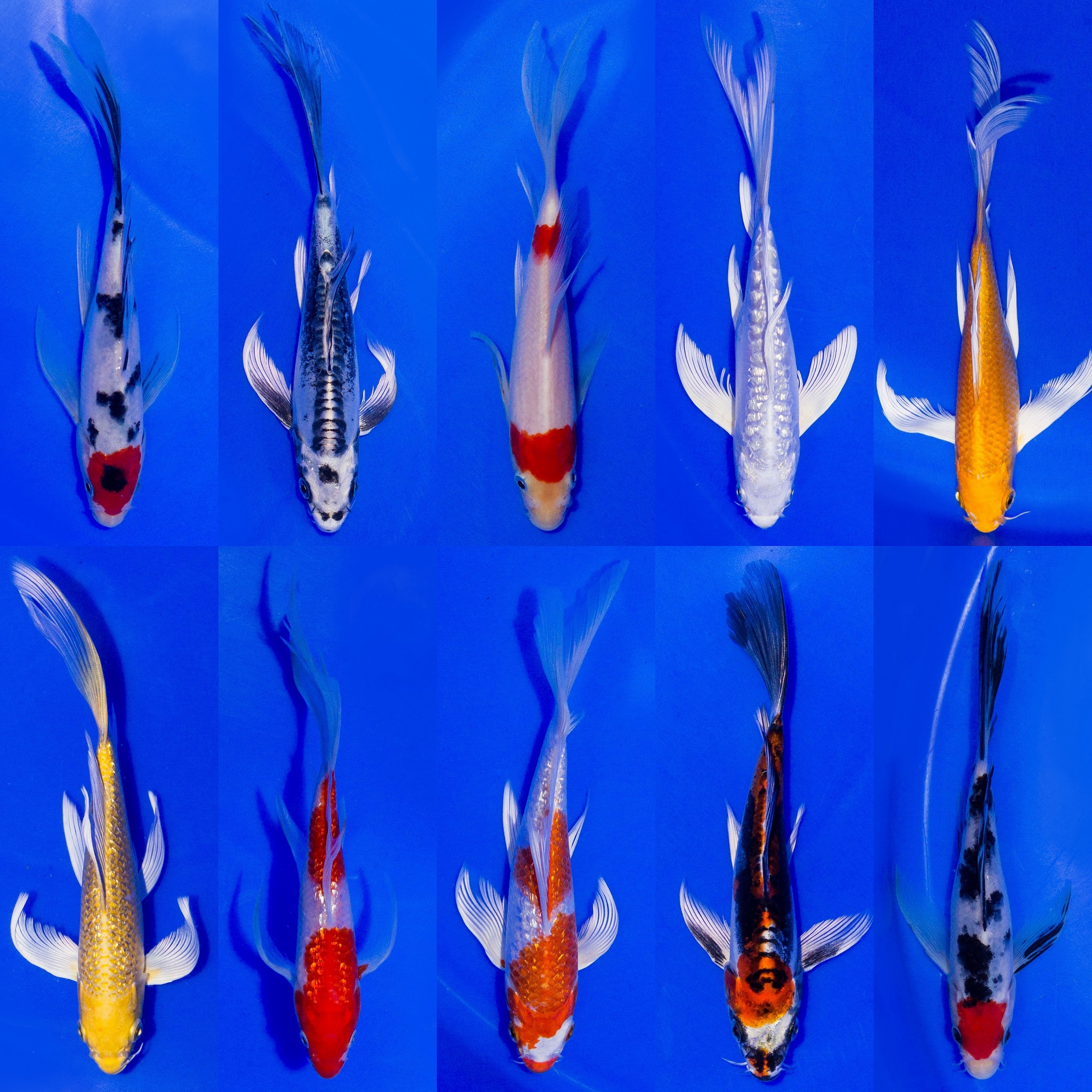 10x Butterfly Koi High Quality 9-12cm