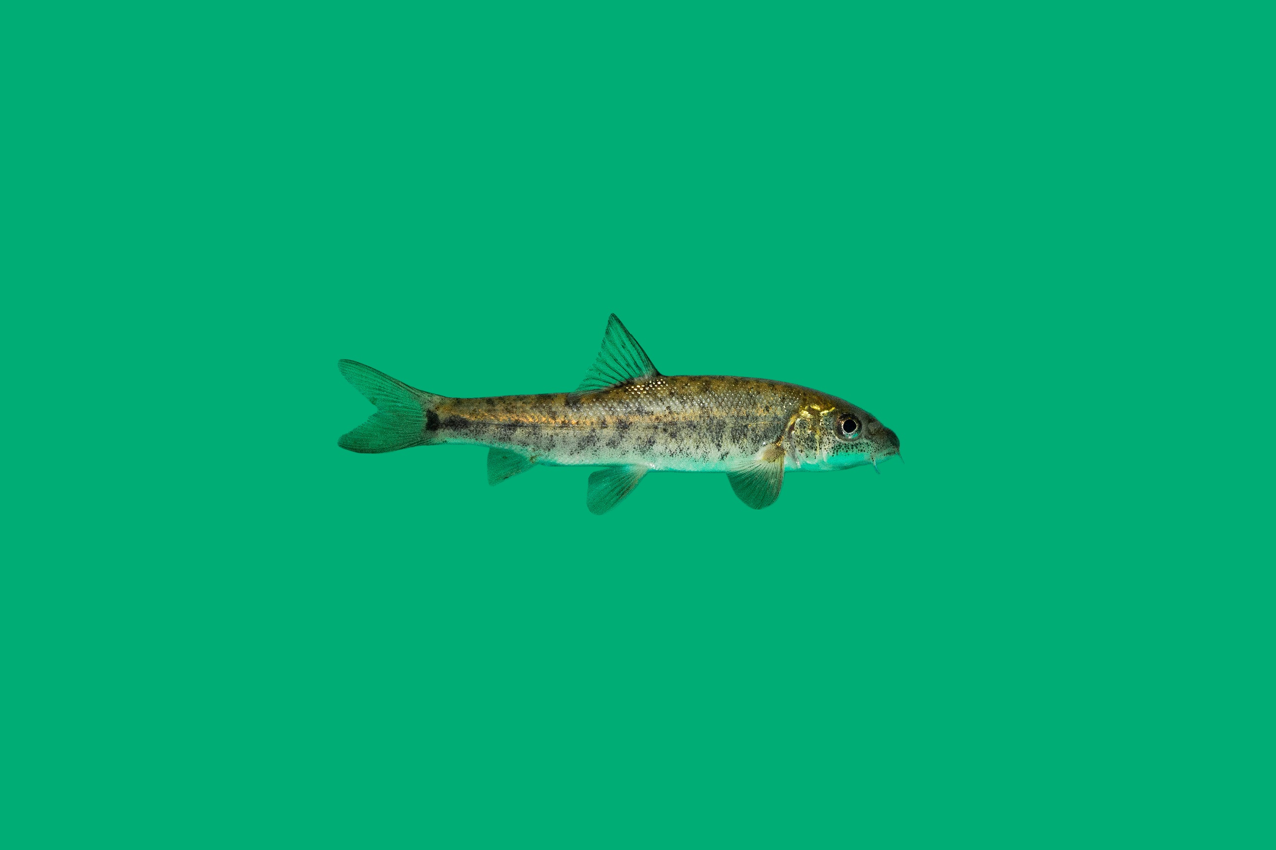 barbeel