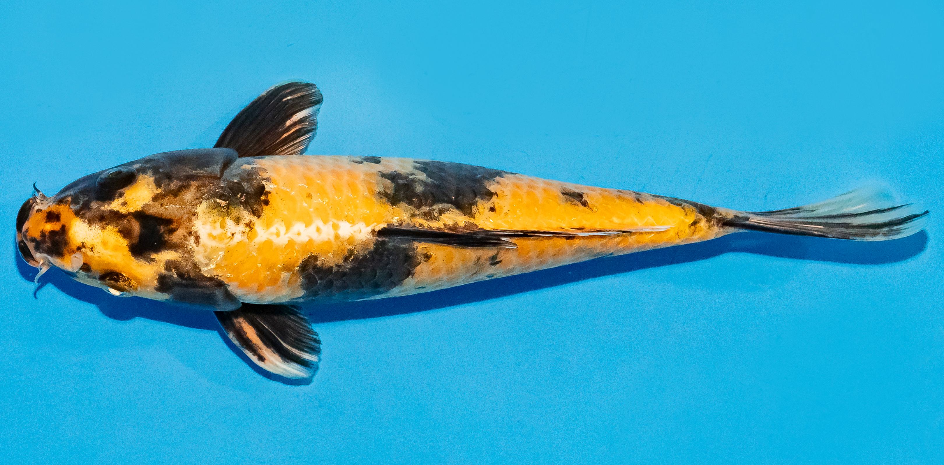 Koi 25-30cm Nr. 7950