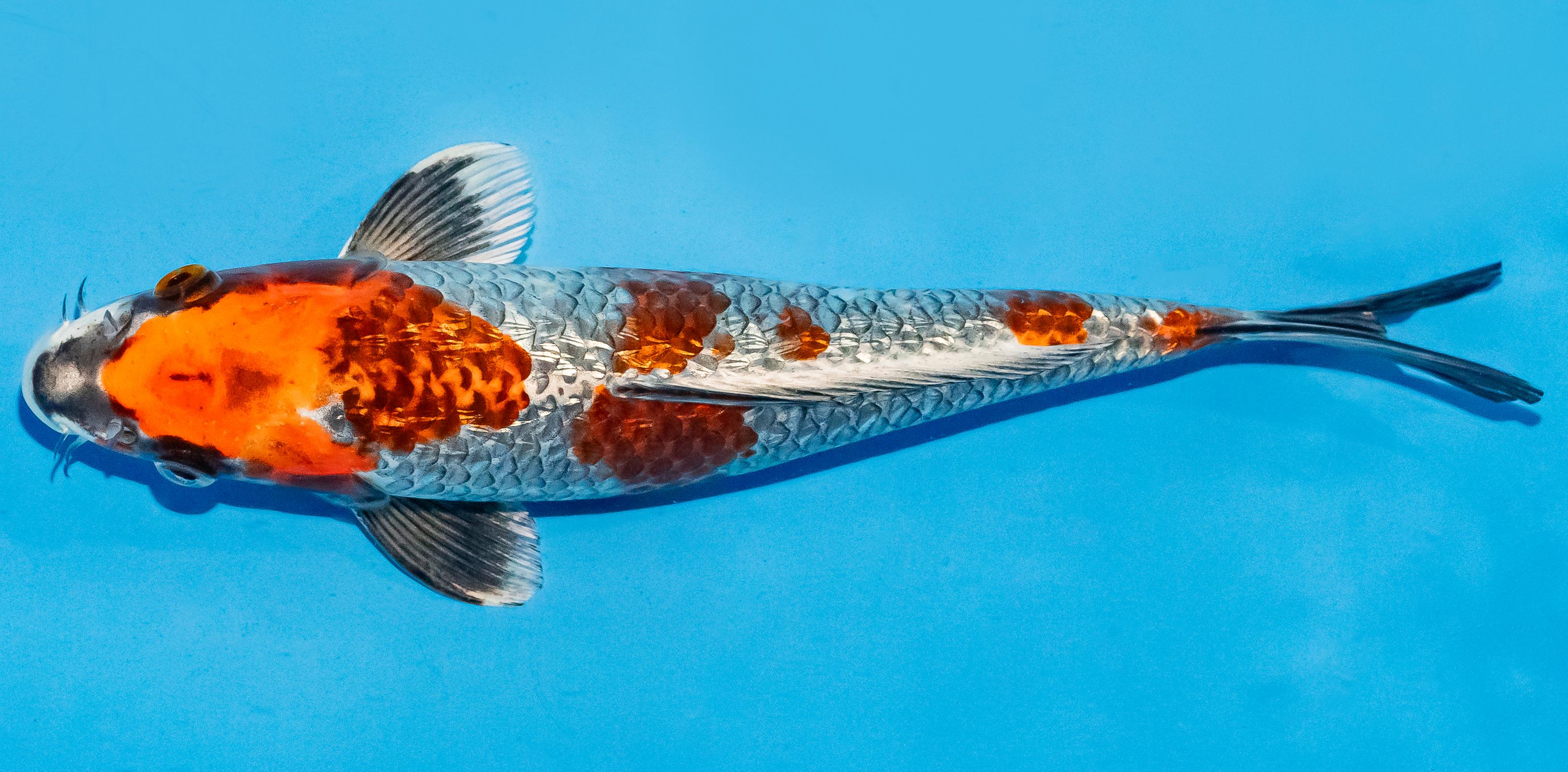 Koi 25-30cm Nr. 7956