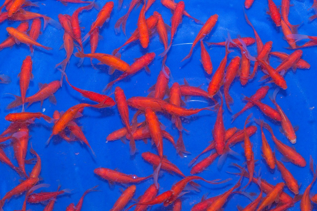 400x Goudvis Comet (Carassius auratus) 5-7cm