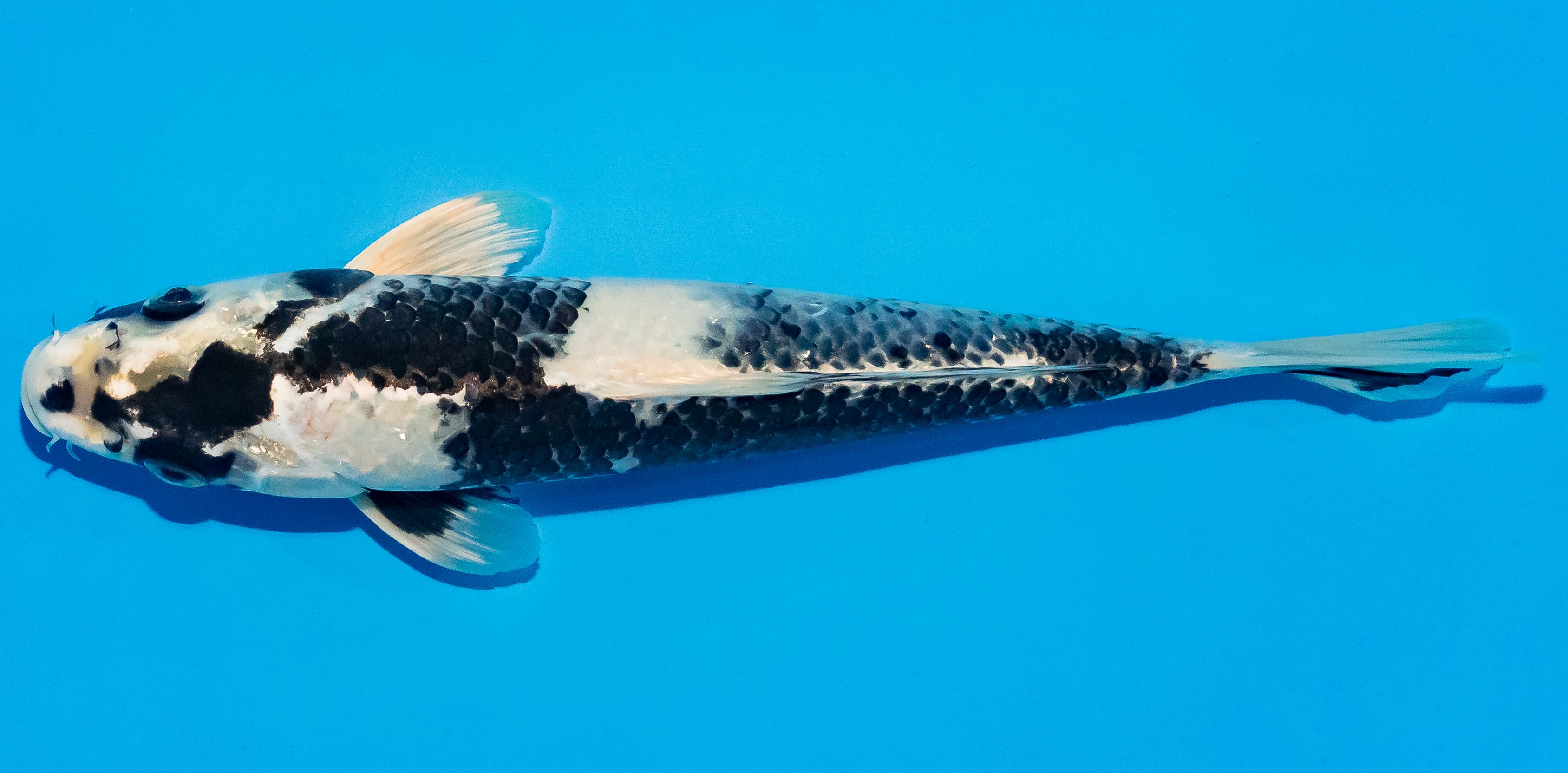Koi 25-30cm Nr. 7940