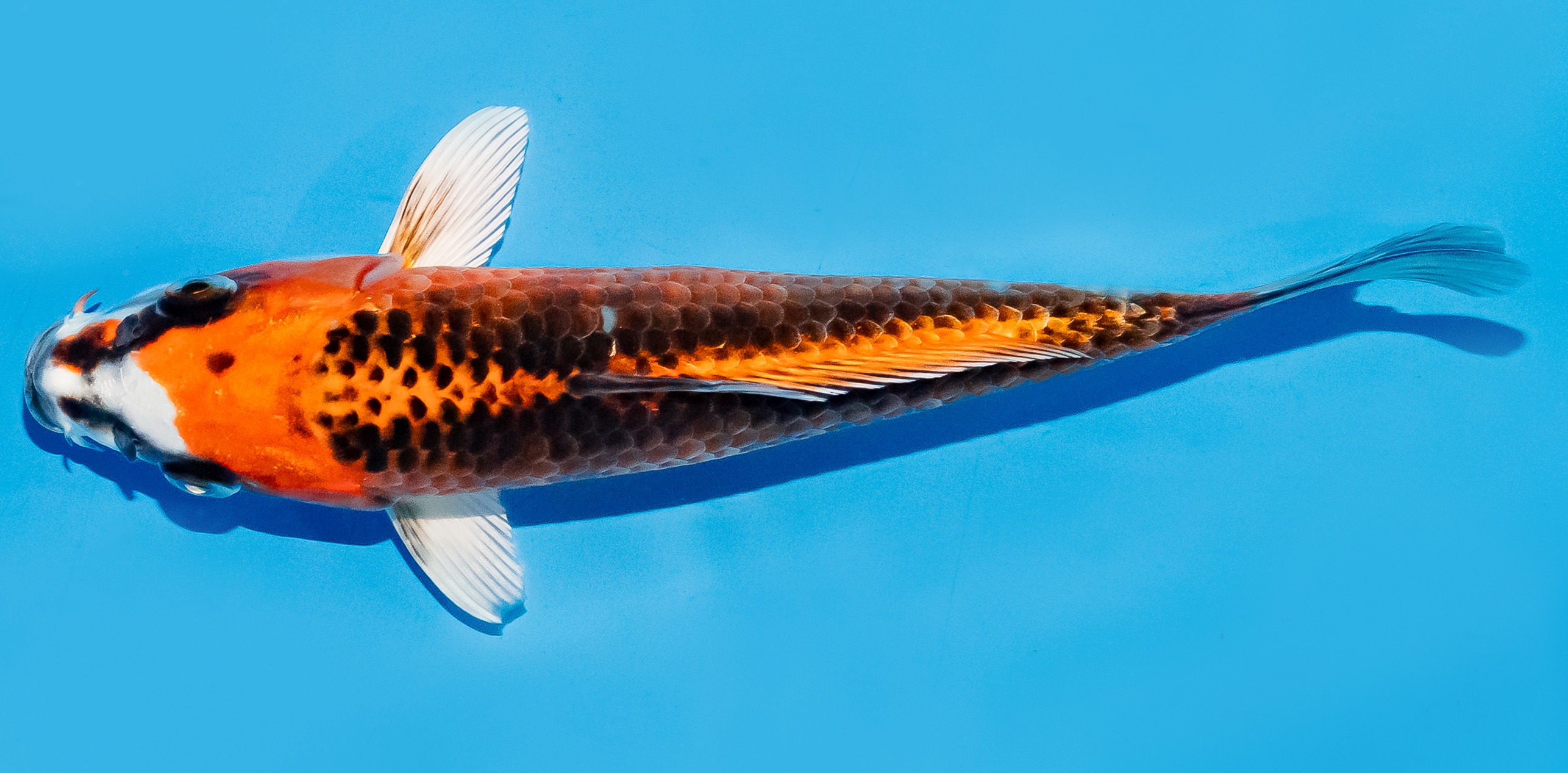Koi 17-20cm Nr. 7782