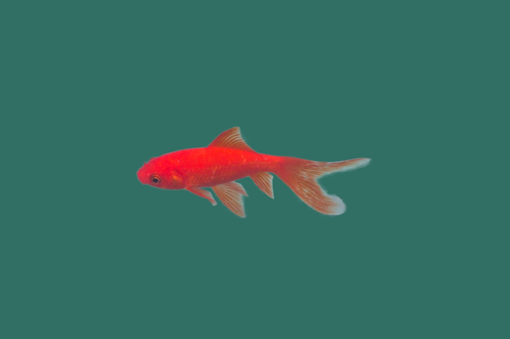 400x Goudvis Comet (Carassius auratus) 5-7cm