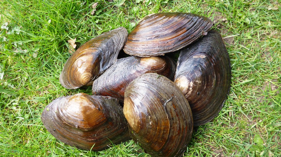 100x Vijvermossel