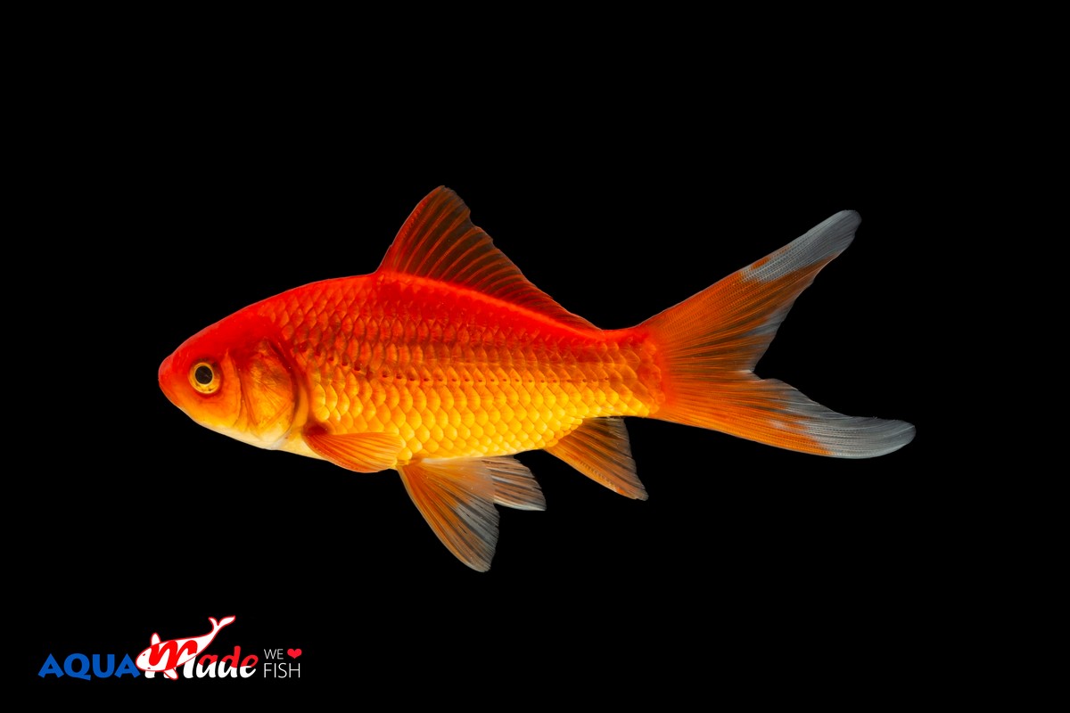 Goudvis Comet (Carassius auratus)