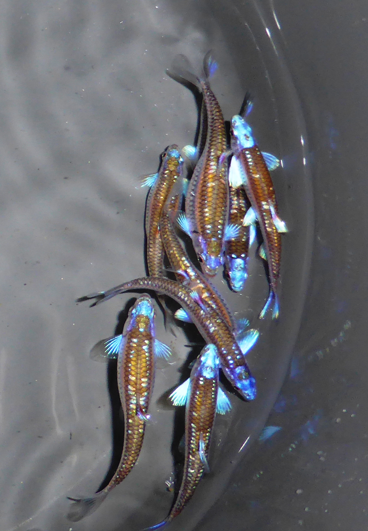Rainbowshiner (Notropis chrosomus)