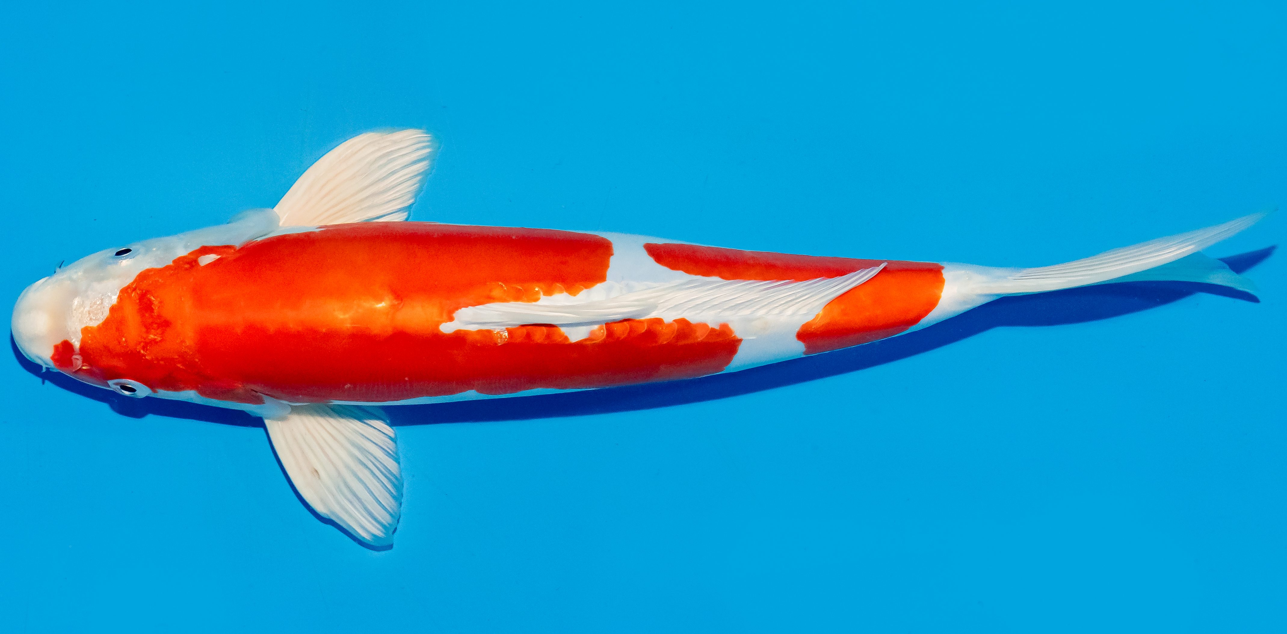 Koi 35-40cm Nr. 5059