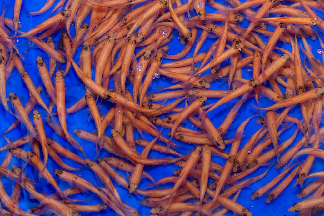 20x Goudwinde (Leuciscus idus) 6-9cm