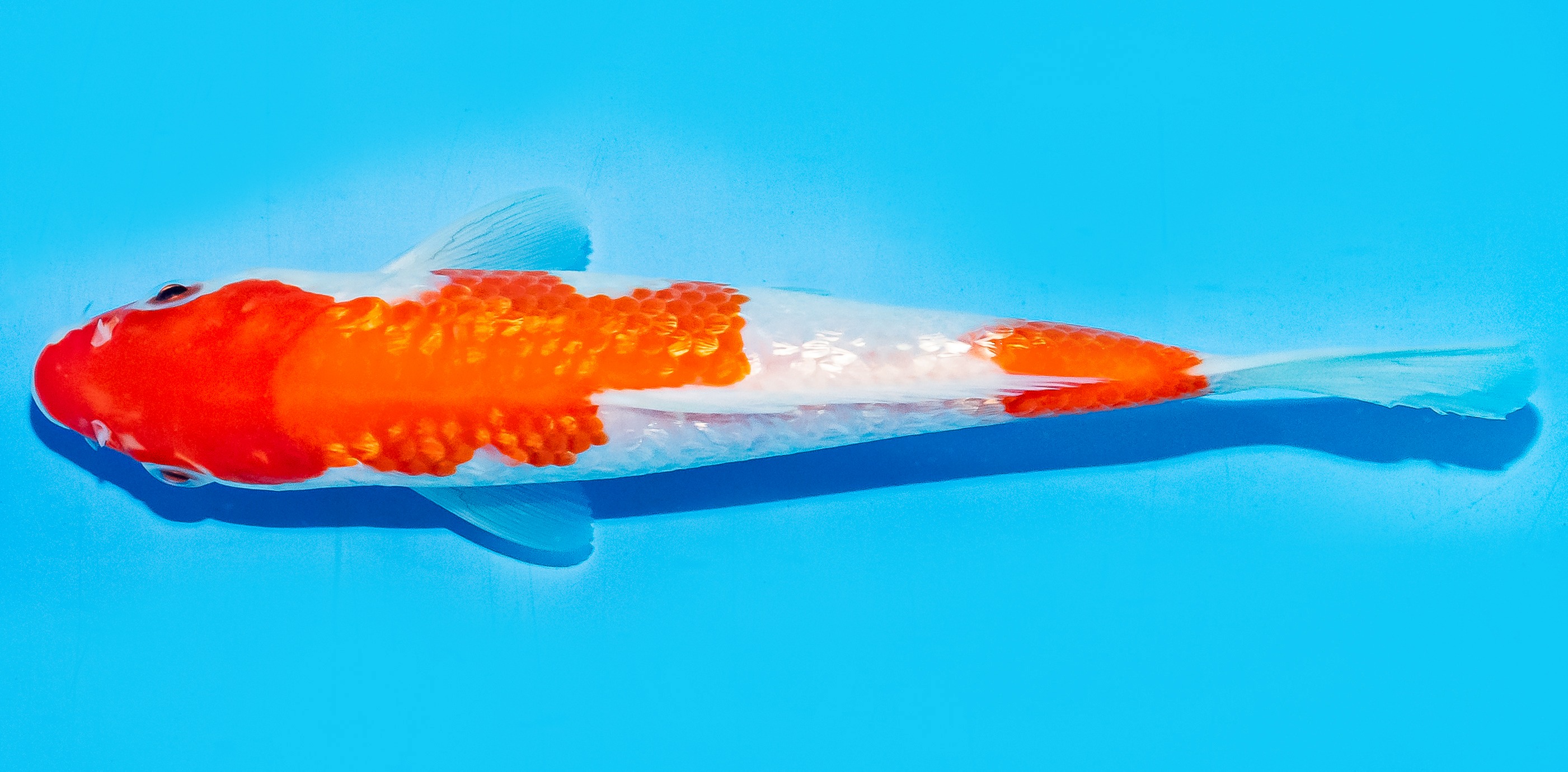 Koi 17-20cm Nr. 6878