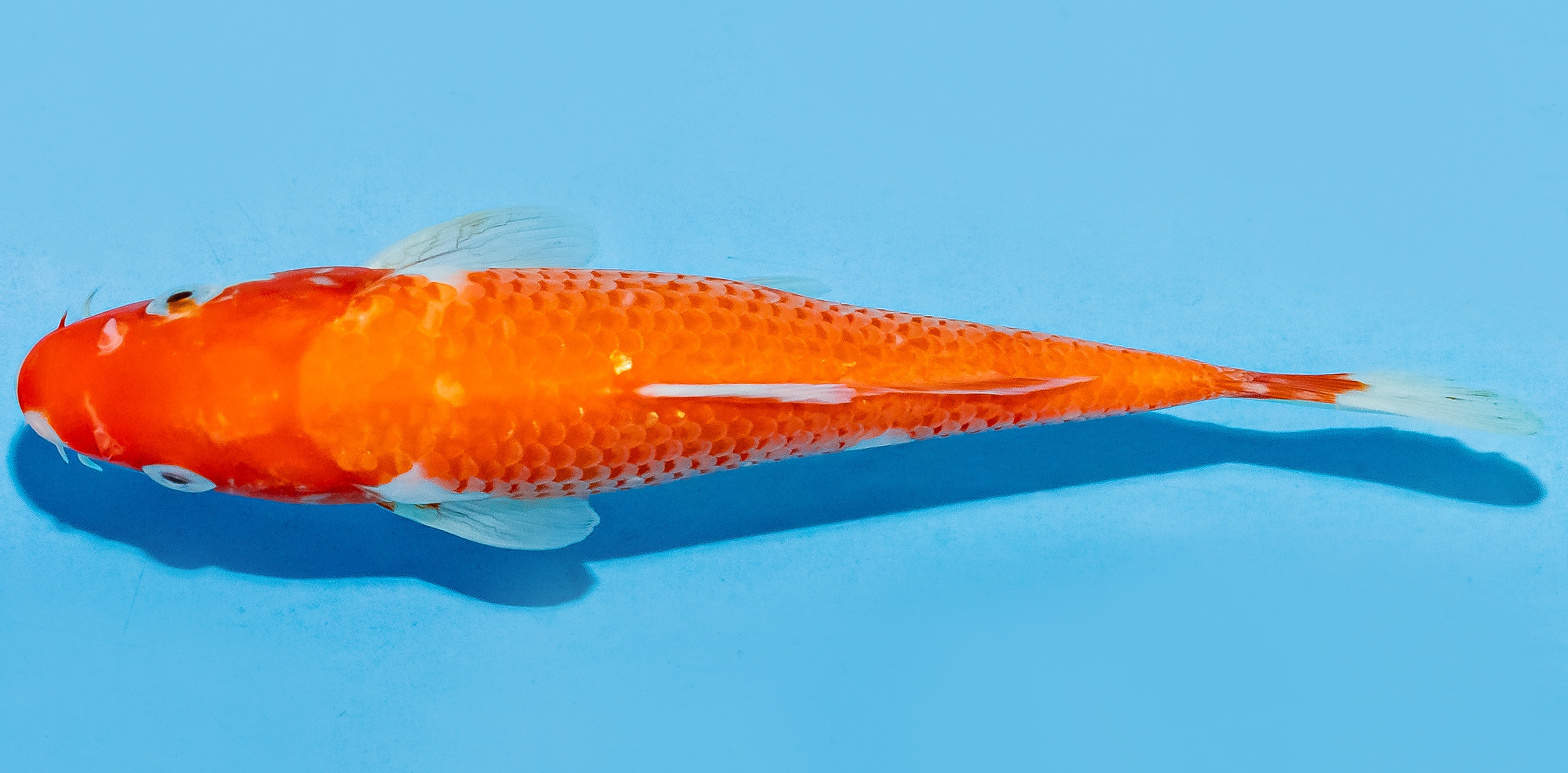Koi 17-20cm Nr. 6811