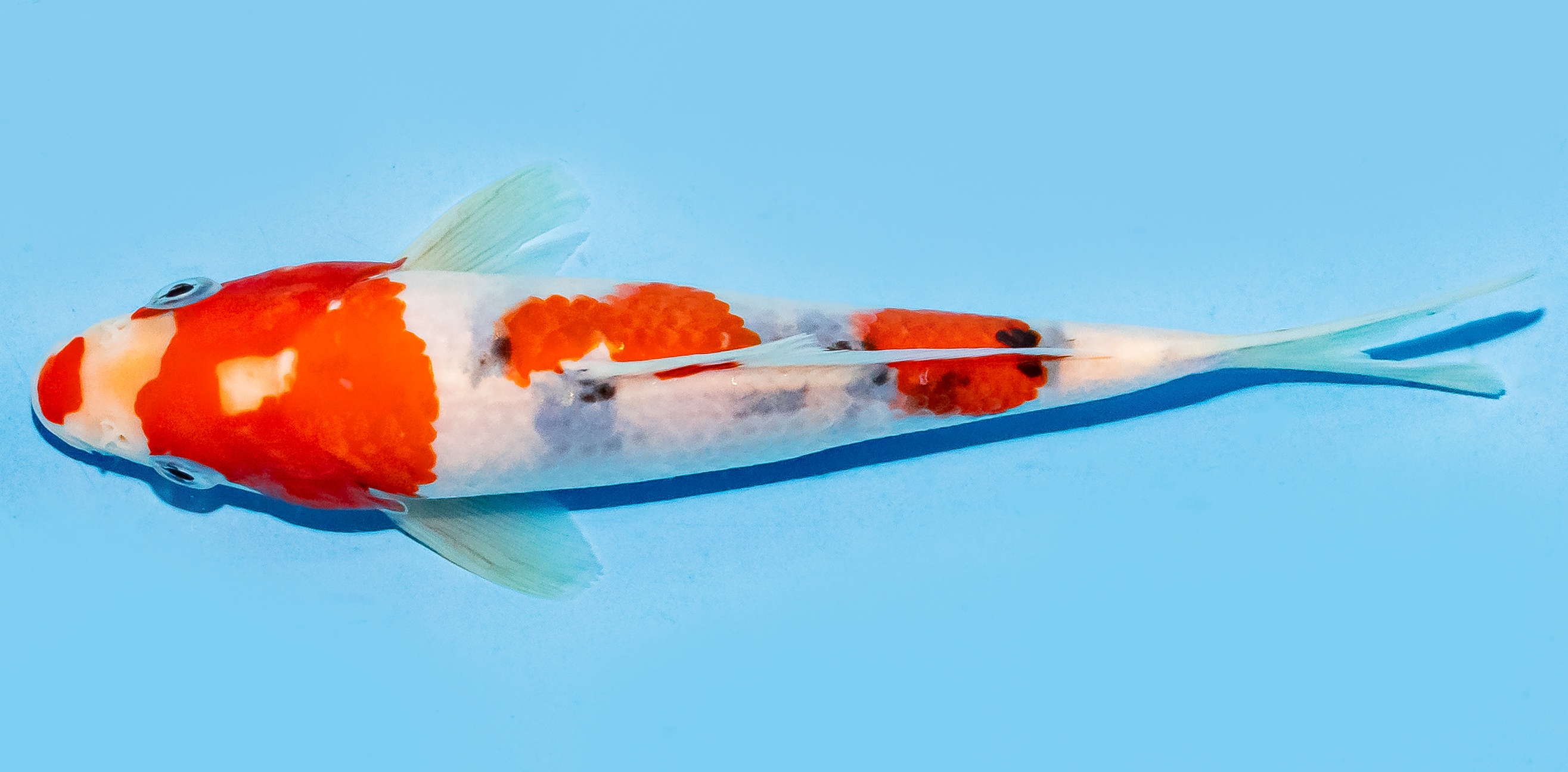 Koi 17-20cm Nr. 6840