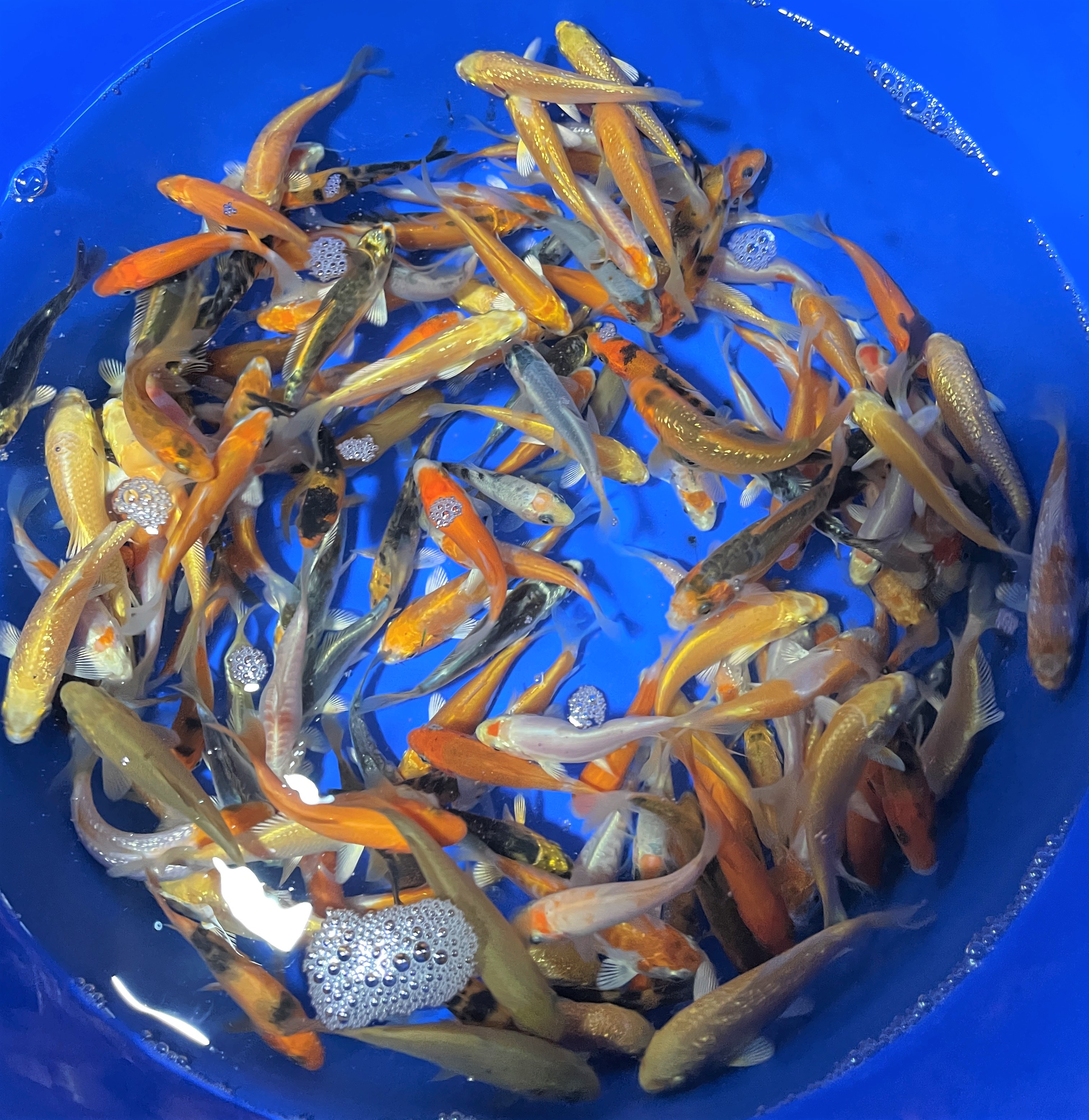 Koi Mix Standard Quality 6-9cm