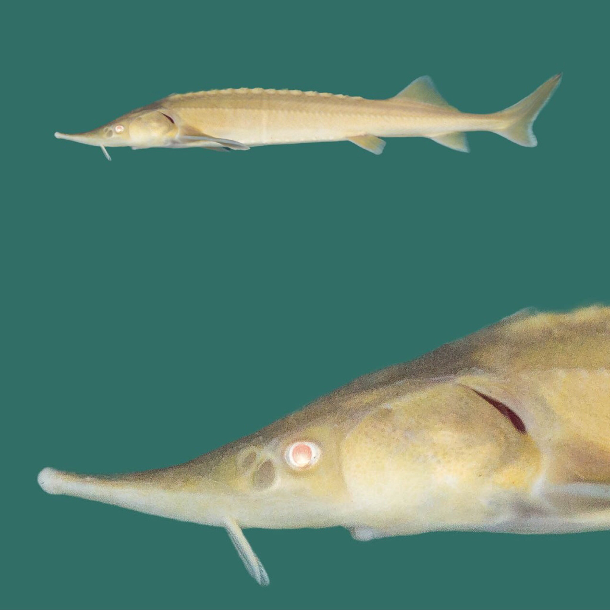 3x Albino Sterlet 20-30cm "frachtfrei"