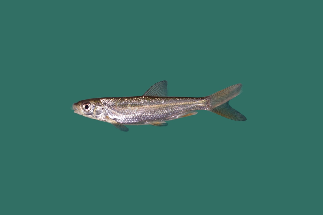 15x Sneep (algeneter) 6-9cm