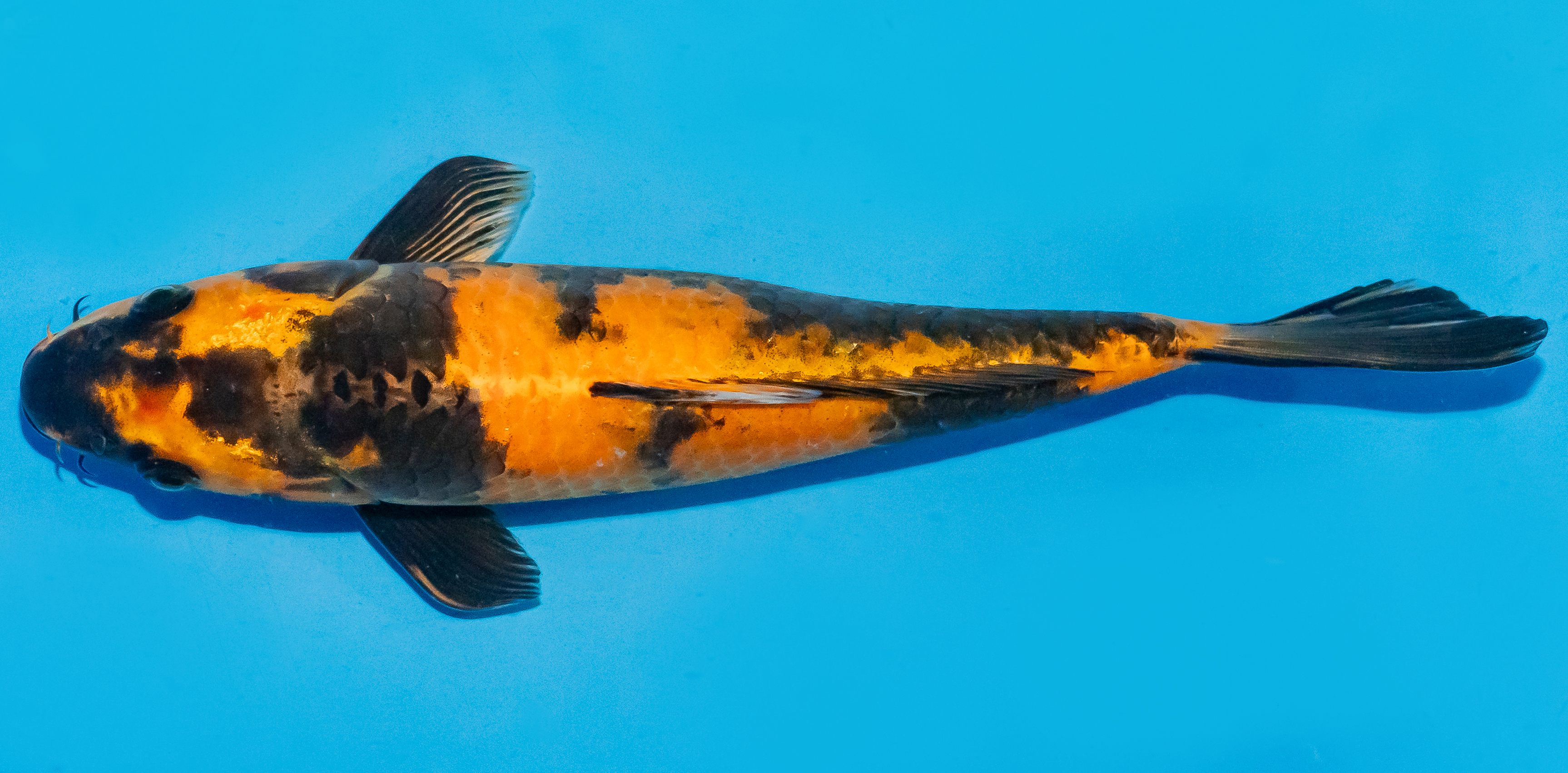 Koi 25-30cm Nr. 7931