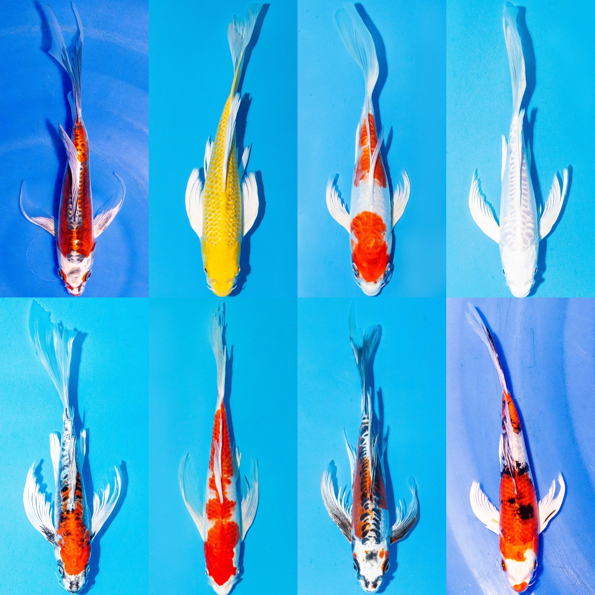 Butterfly Koi Metallic Mix