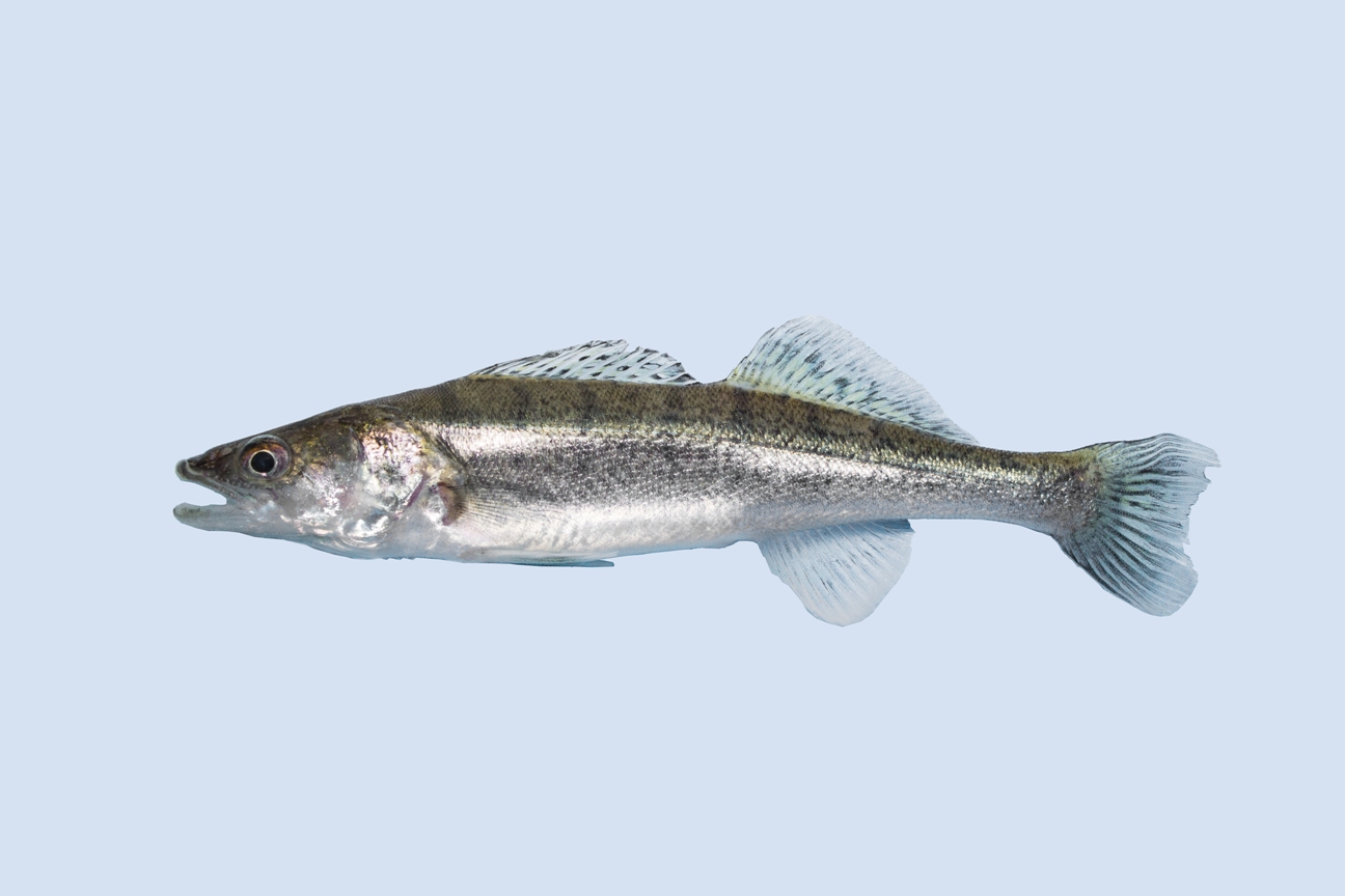 Snoekbaars