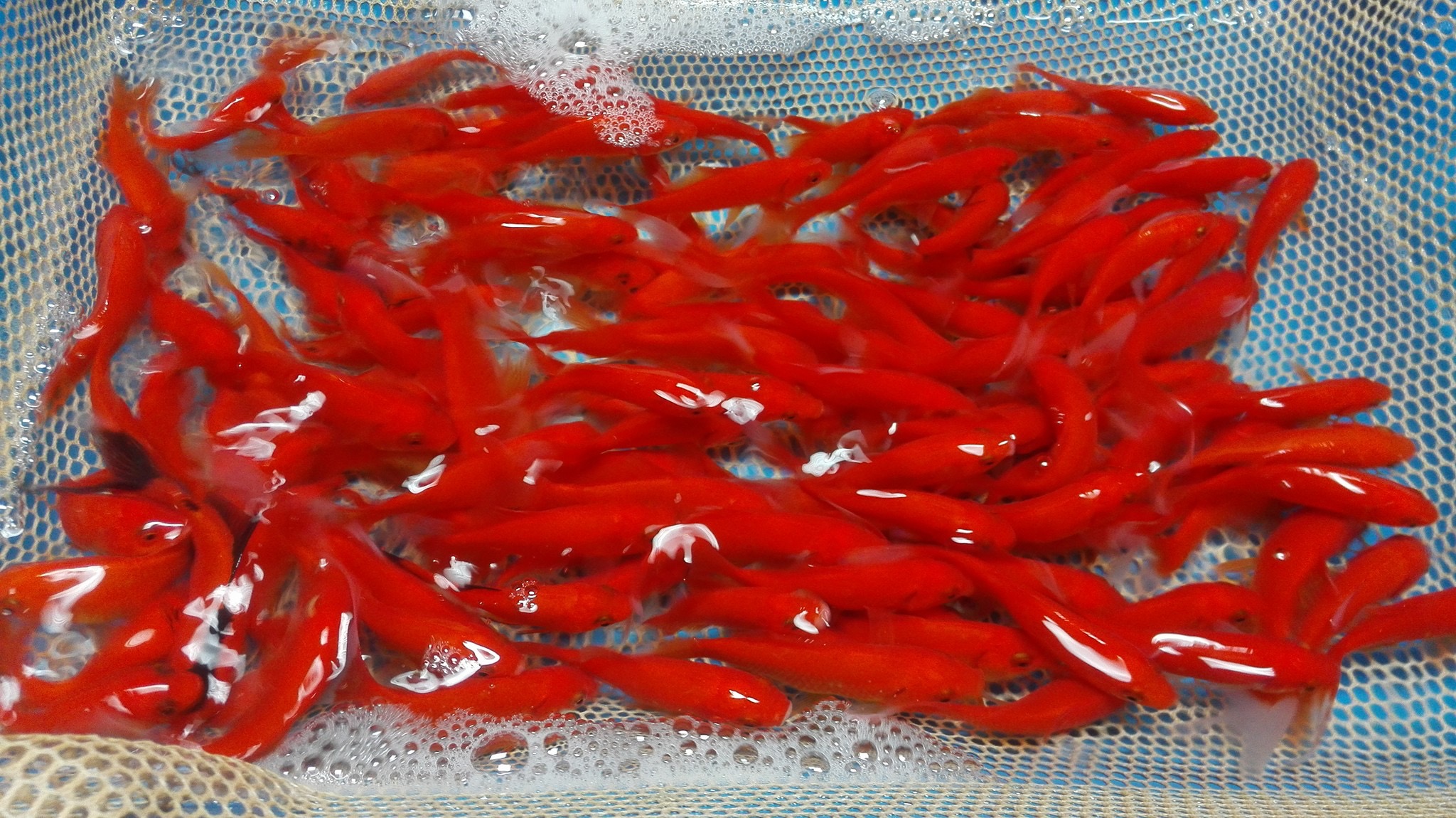 200x Goudvis Comet (Carassius auratus) 5-7cm