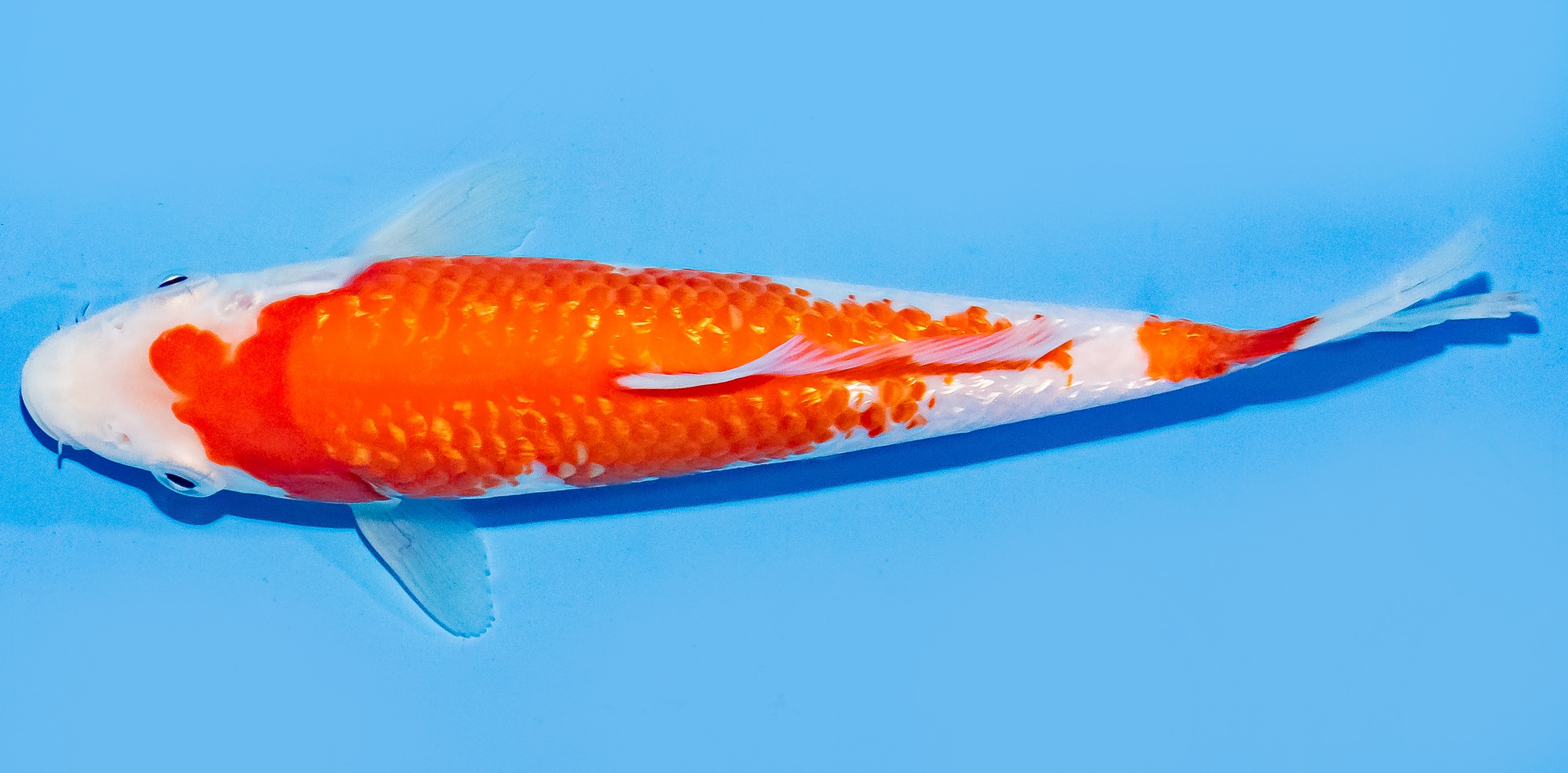 Koi 20-25cm Nr. 7591