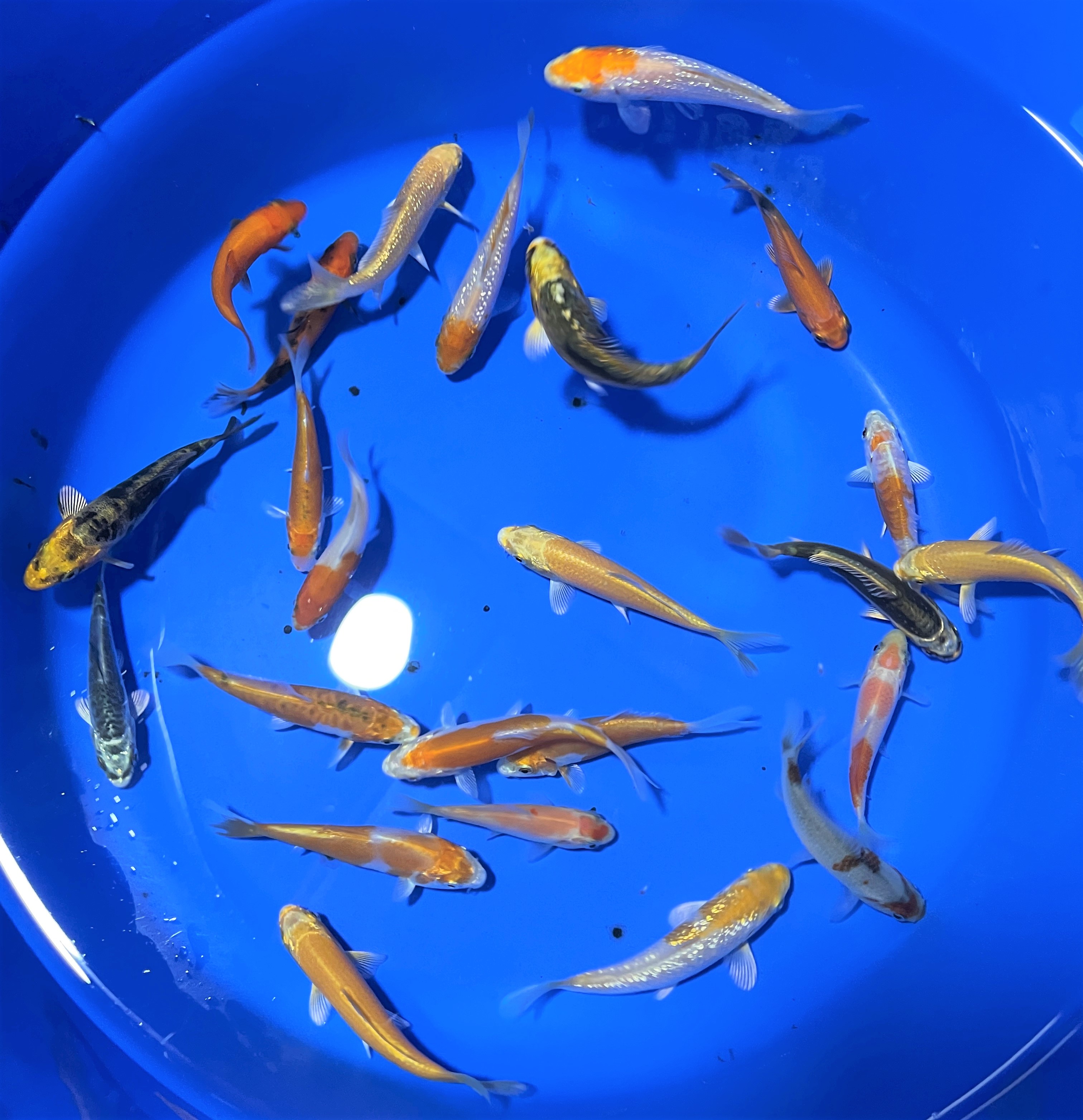 Koi Standard Quality