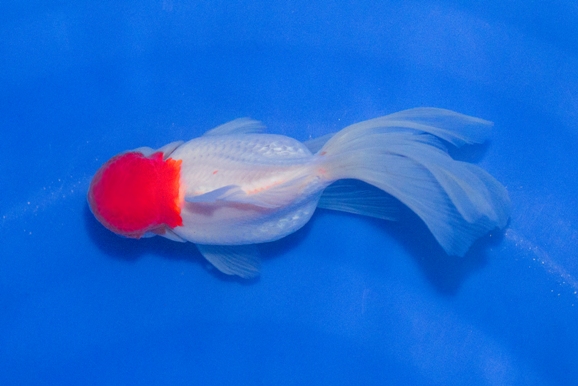Red Cap Sluierstaart