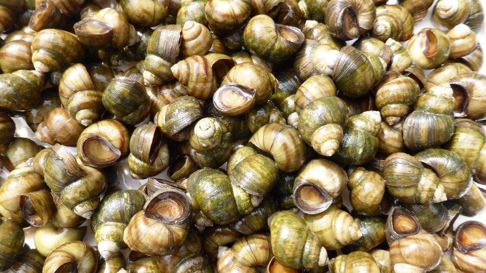25x Posthornschnecke + 25x Sumpfdeckelschnecke "frachtfrei"