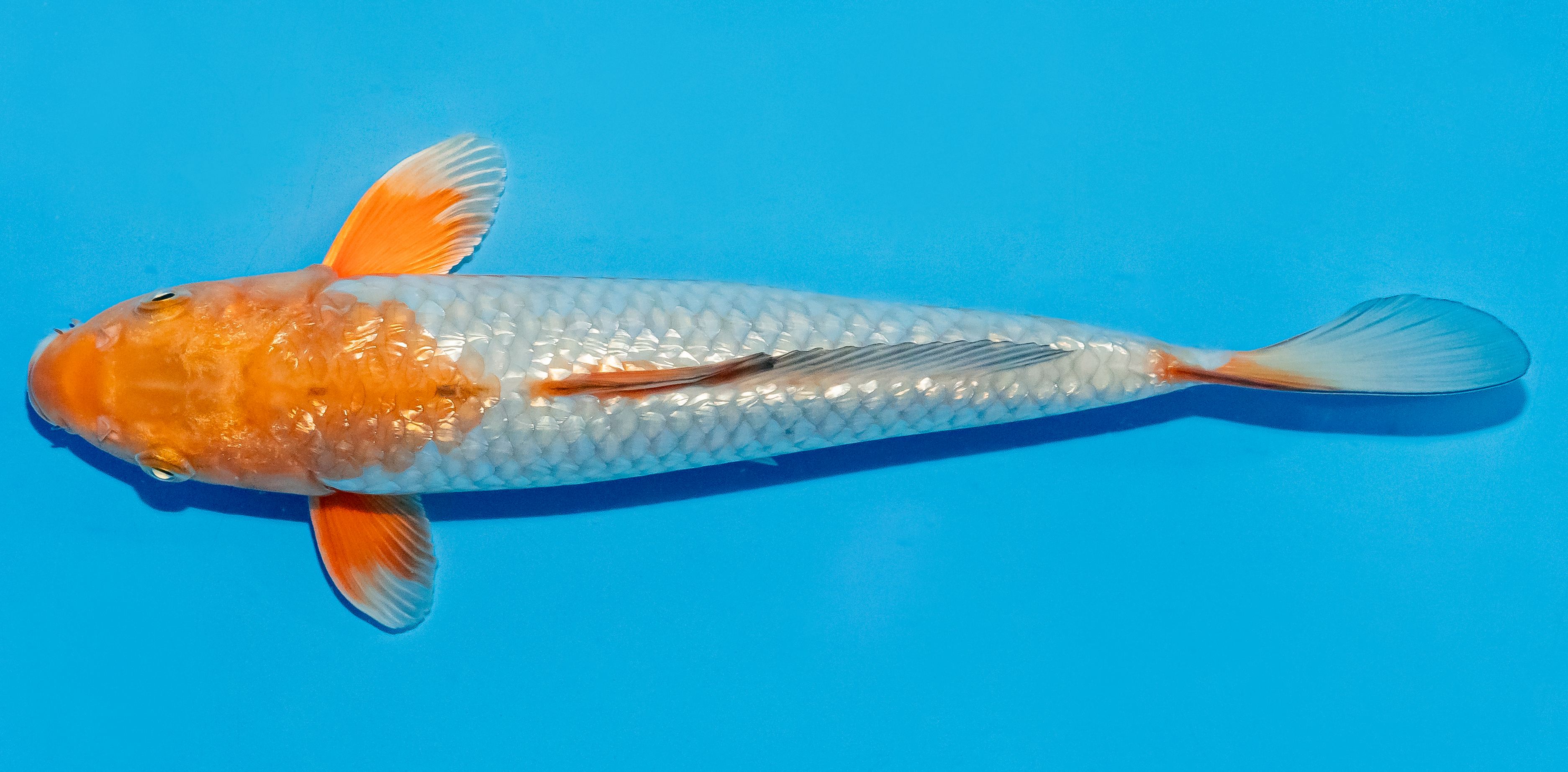 Koi 25-30cm Nr. 7946
