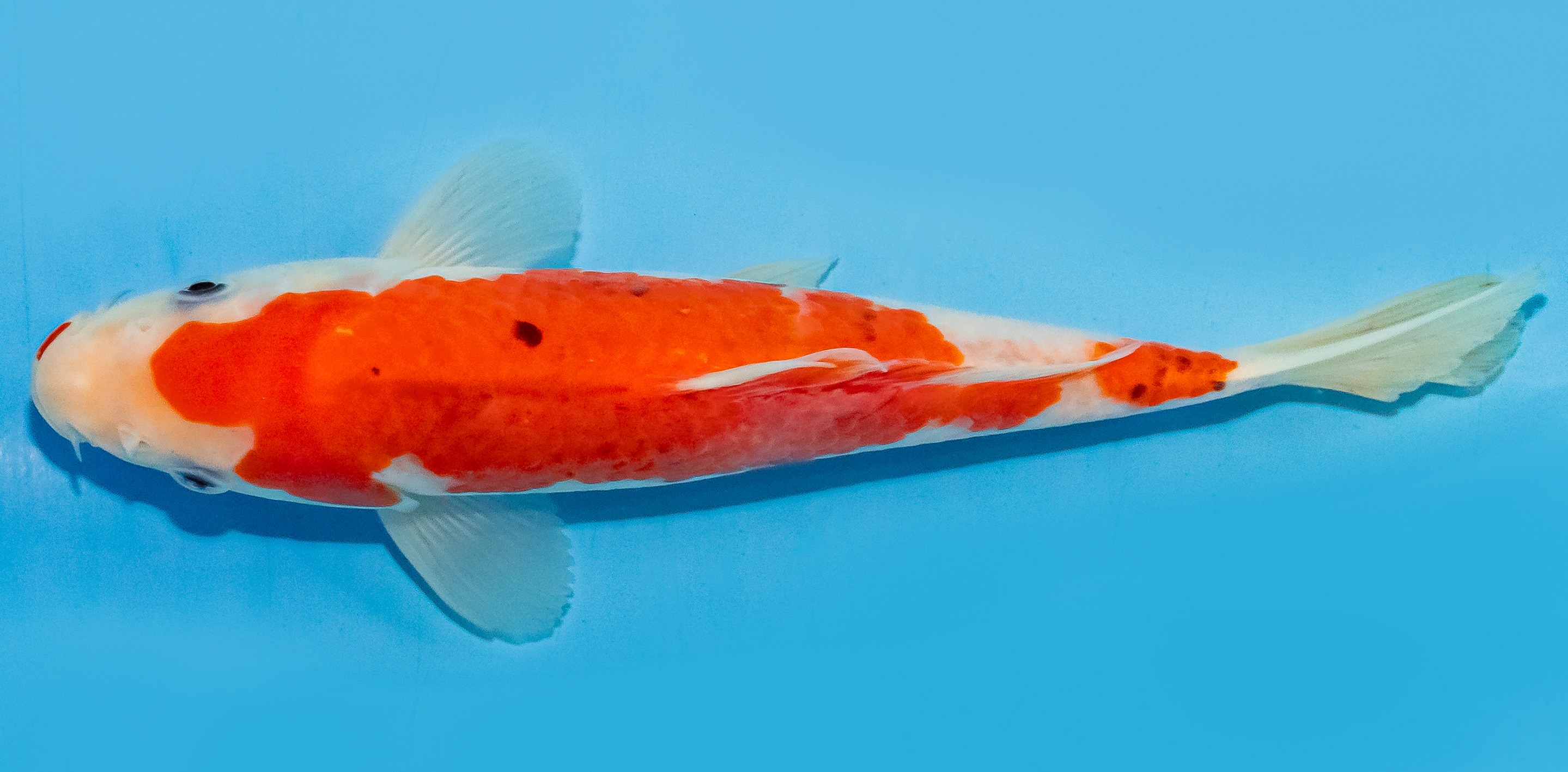 Koi 17-20cm Nr. 6802