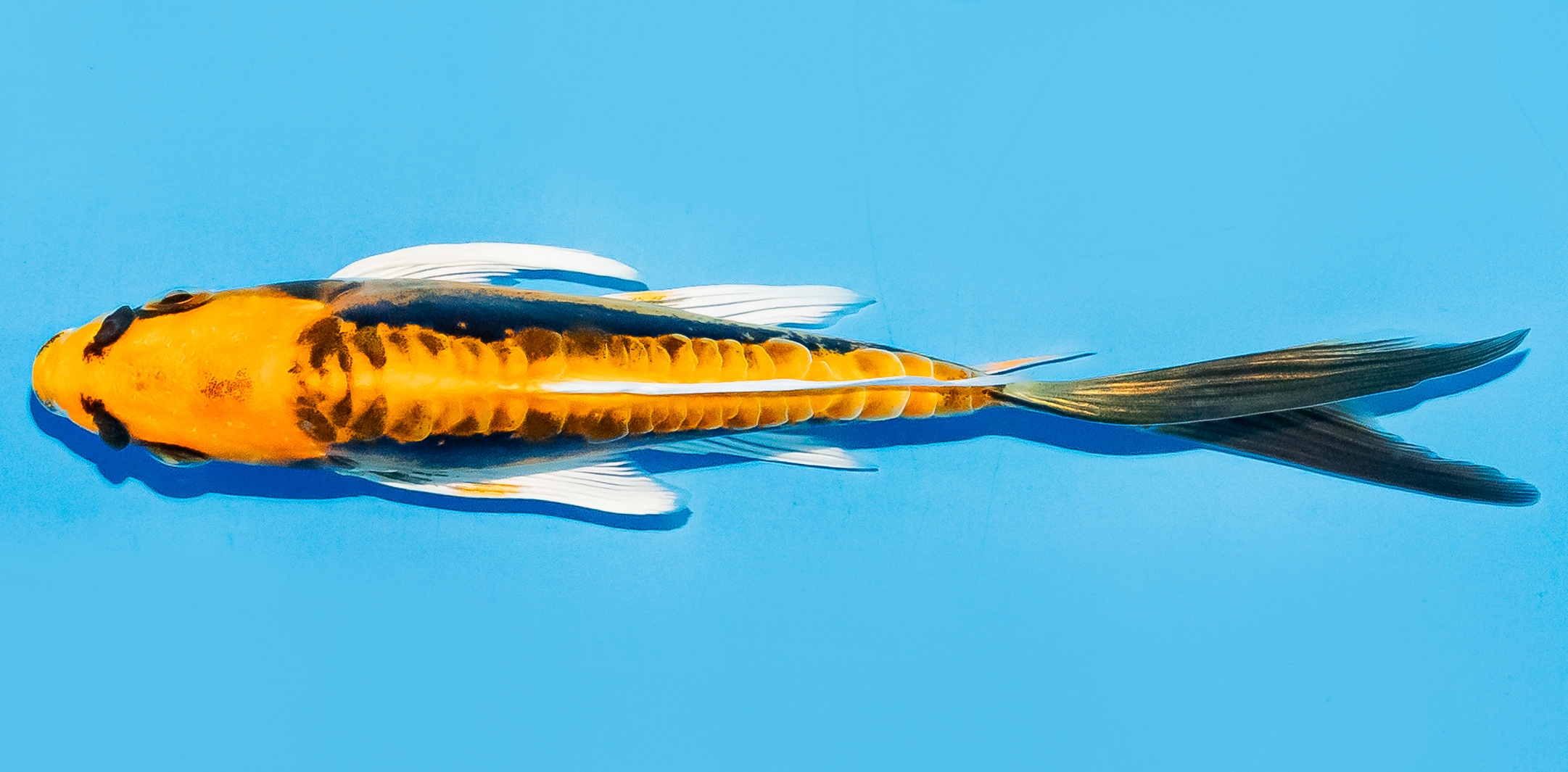 Butterfly Koi 14-17cm Nr. 8244