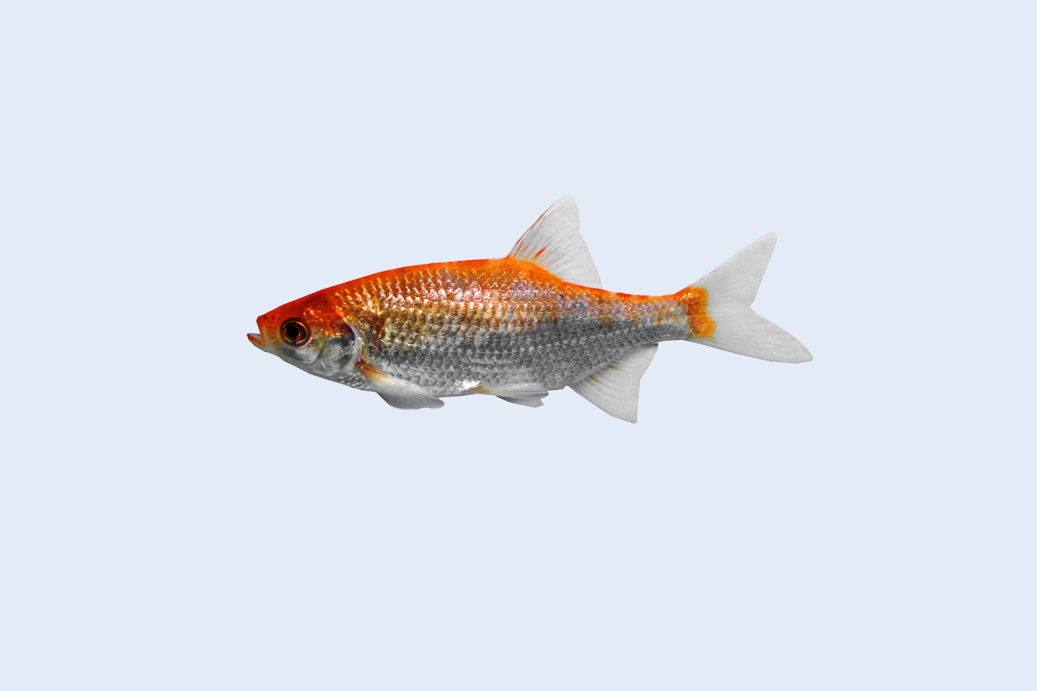 Goudruisvoorn