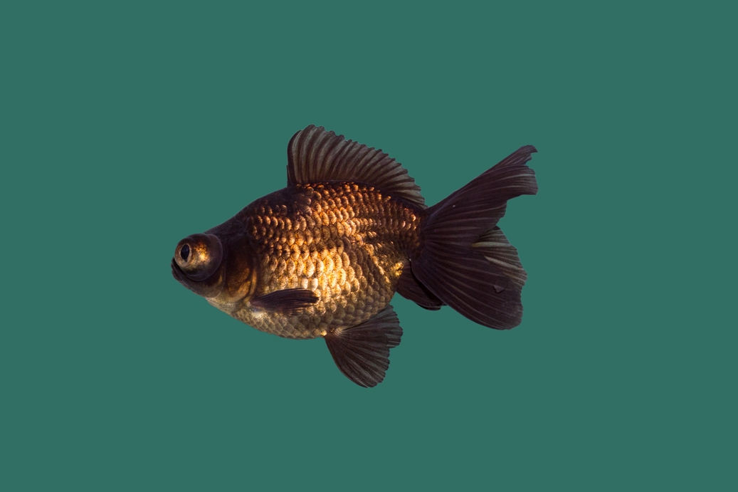Sluierstaart Black Moor (Carassius auratus)
