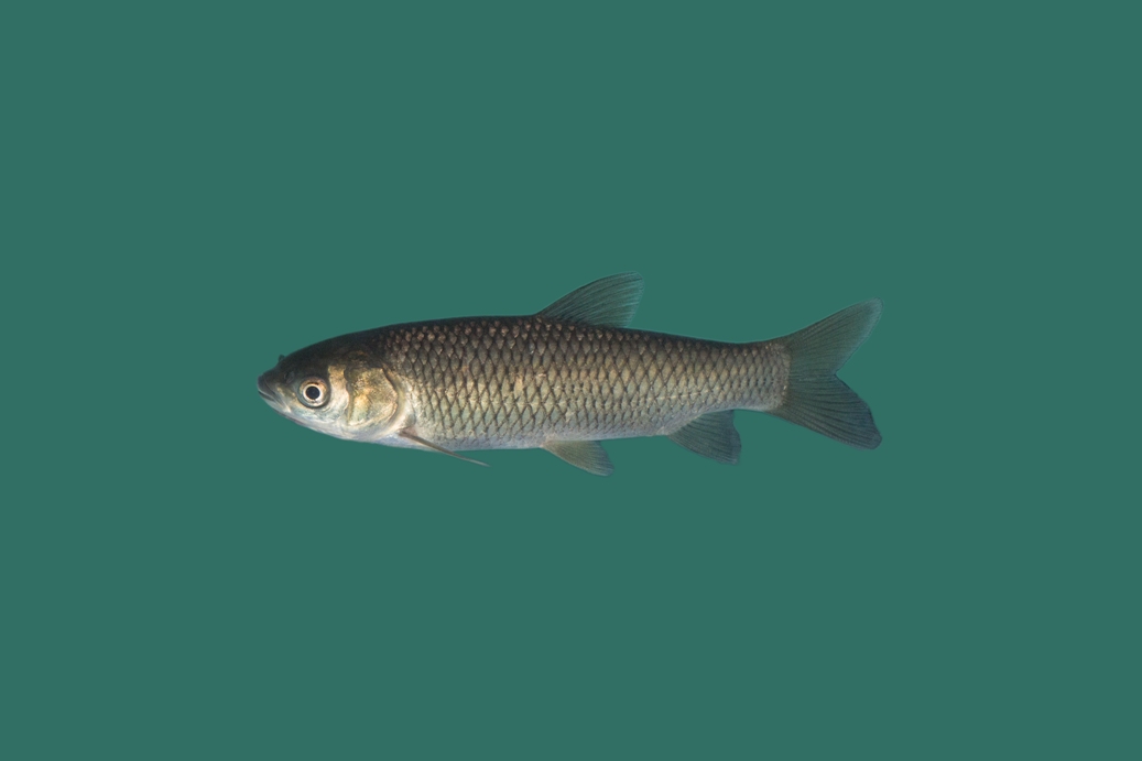 12x Graskarper 20-25cm