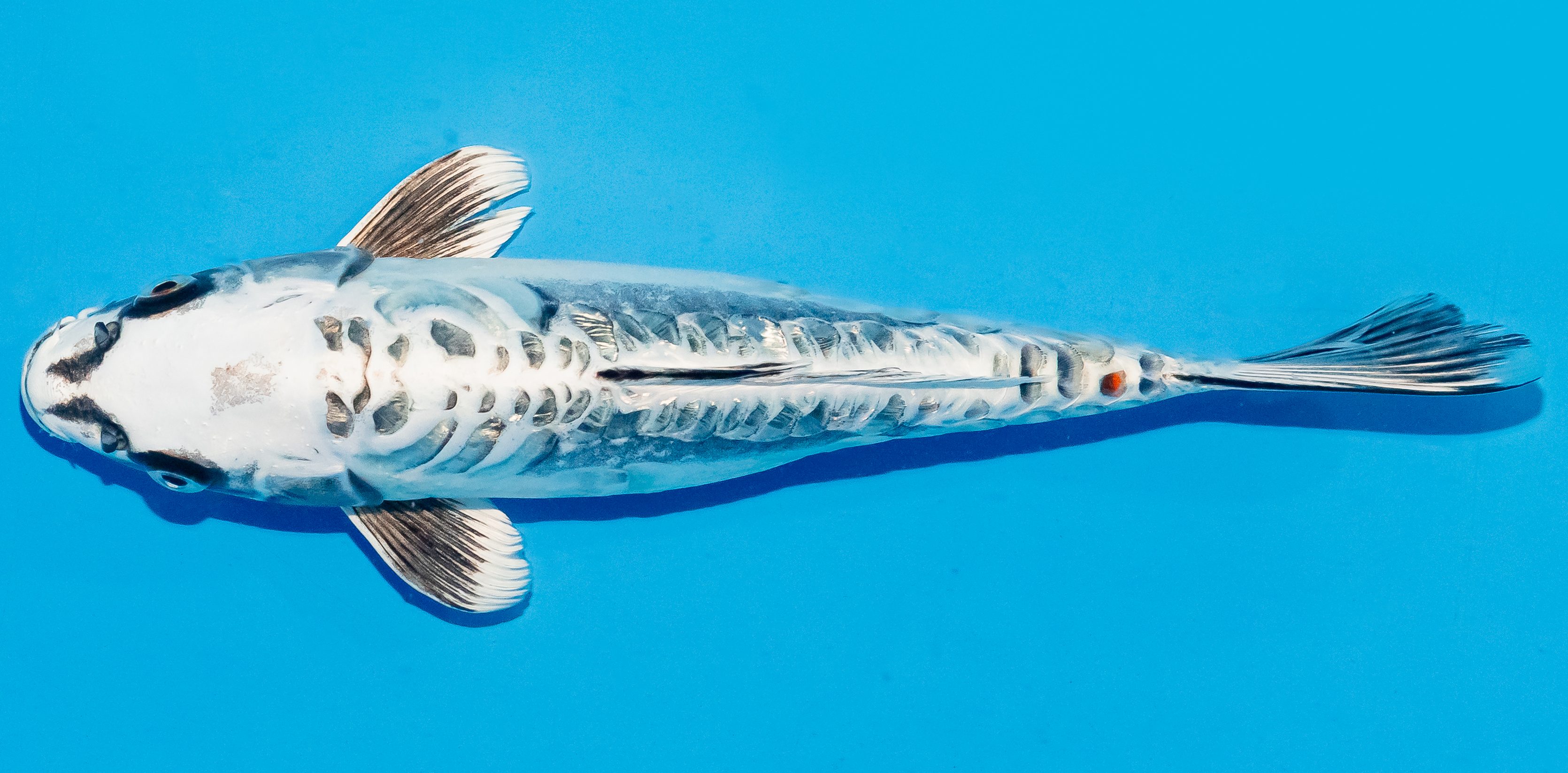 Koi 25-30cm Nr. 7947